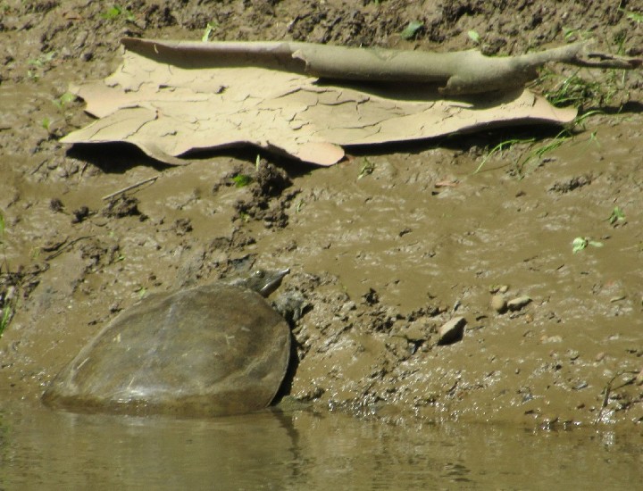 Softshell Turtle